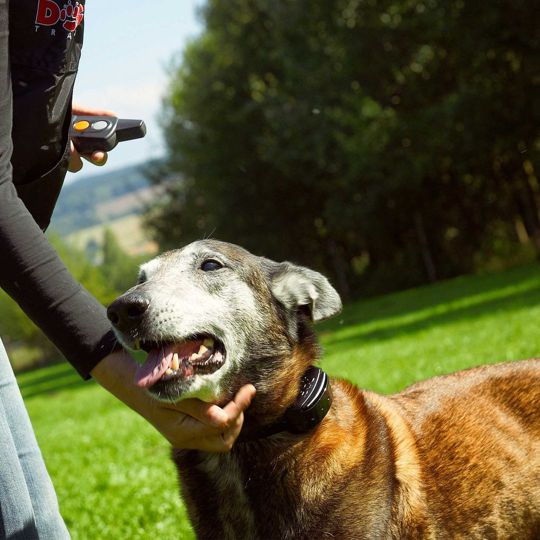 Přijímač pro výcvikový obojek Dogtrace d-control proffesional